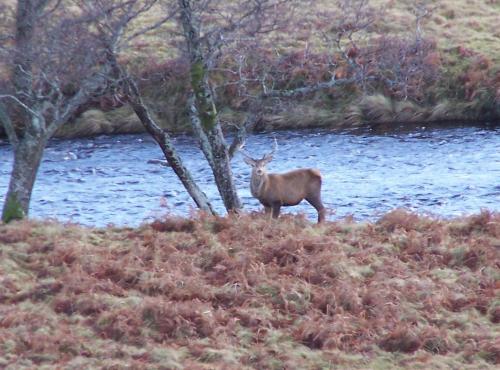 Lairg Highland Hotel - main image