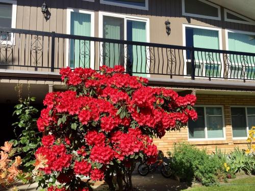 

Perfect One Bedroom Suite with Garden View