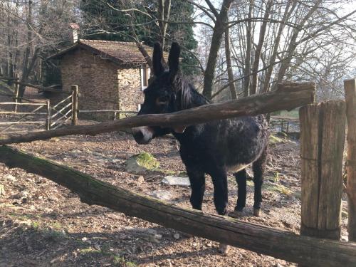 Centro Trekking A Cavallo Monte Brugiana