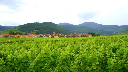 Chambre d'Hotes Le Vogelgarten - Accommodation - Sigolsheim