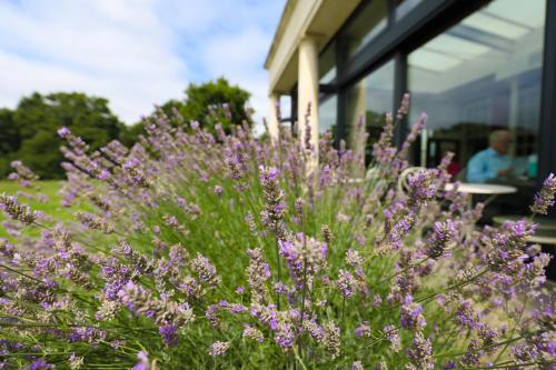 Hotel du Vin Cannizaro House Wimbledon - image 13