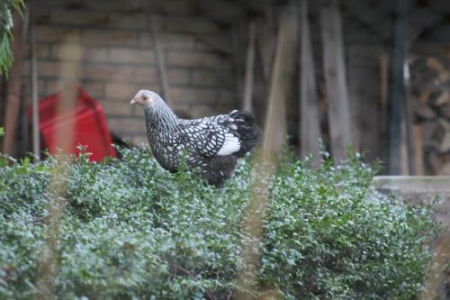  Pieni Talo in Bakhuizen