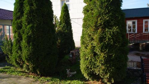 Gostinitsa Rubtsovo - image 2