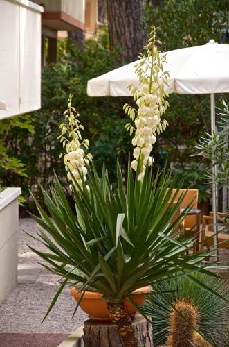 Hotel Rosmarina - image 2