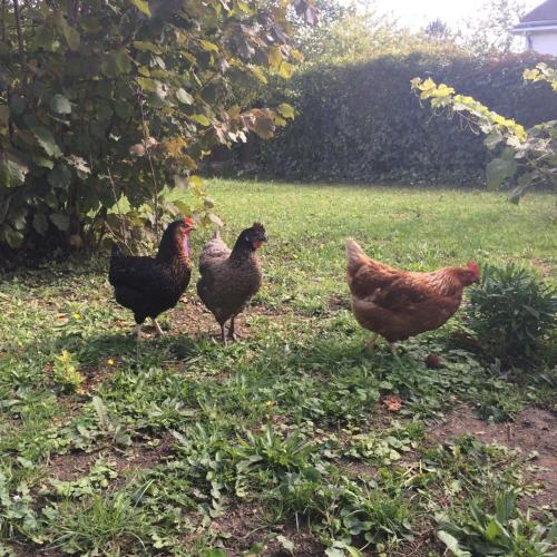 Maison d'hôtes Les Coudreaux - image 10