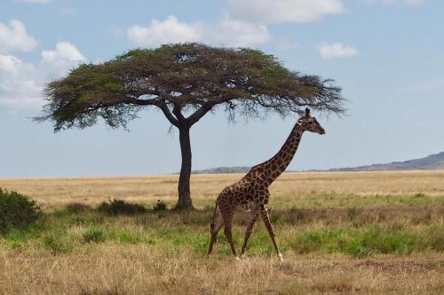 Meliá Serengeti Lodge member of Meliá Collection