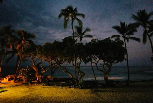 Kona Magic Honu Room