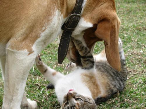 Los Vagones de William