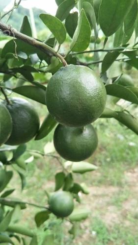 周辺案内, Juo House in 番路（ファンルー）