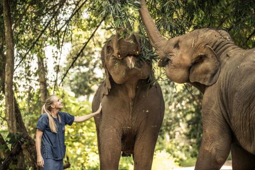 Anantara Golden Triangle Elephant Camp & Resort