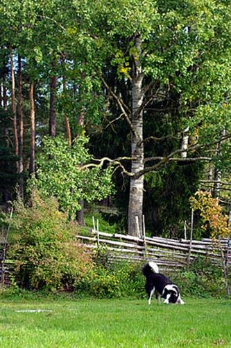 Smultronboda Fårgård - image 4