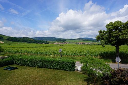 Le clos des vignes