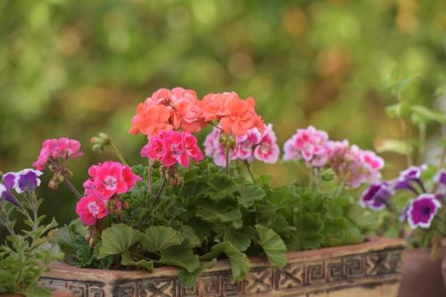  İLYA KONAK ŞİRİNCE in Selçuk