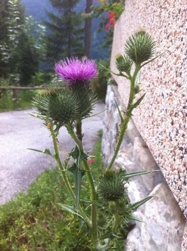 Hotel il Cardo - image 6