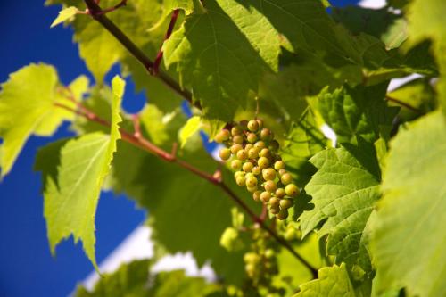 Llanerch Vineyard Hotel - image 8
