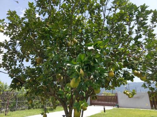 Elizabeth Bed and Breakfast Hualien Taiwan