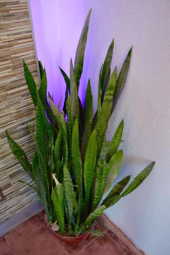 Carcamanes 17 Gastro-Hotel – Guanajuato, AL