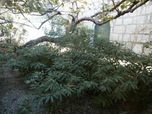  Apartments with a parking space Brela (Makarska) - 787 in Carevići
