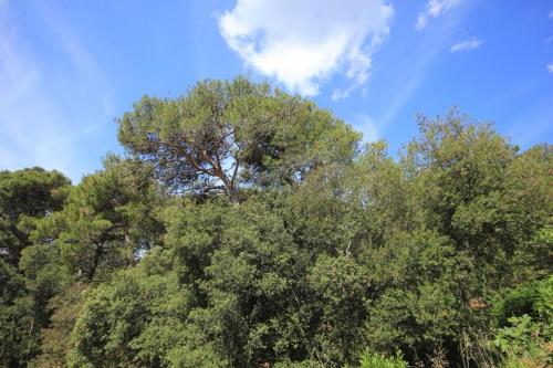 Apartments by the sea Artatore Losinj - 8022 - image 12