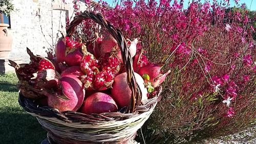 Agriturismo Valiana - image 11