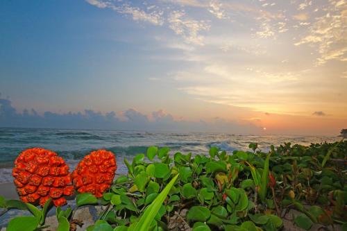 Haus Am Meer Wilde Ananas In Sri Lanka