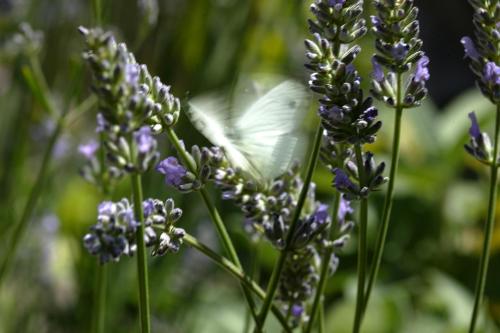 Auberge L'Art Auberge L'Art