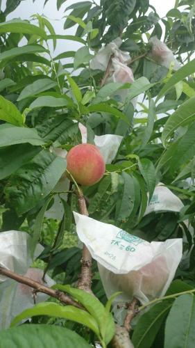 La La Shan 5.5KNong Zhuang La La Shan 5.5KNong Zhuang