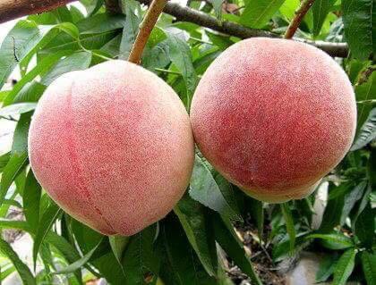 La La Shan 5.5KNong Zhuang La La Shan 5.5KNong Zhuang