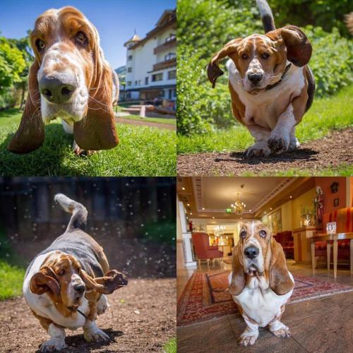 Hotel Magdalena im Zillertal - Urlaub mit Hund