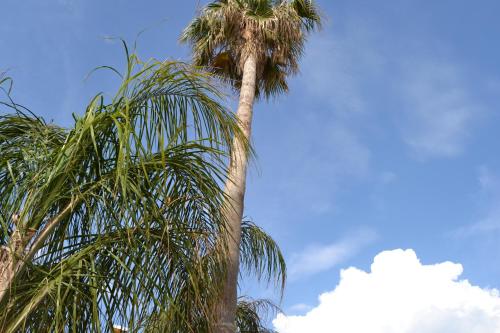 Affittacamere Torre Lapillo - image 7