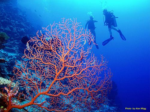 Beqa Lagoon Resort