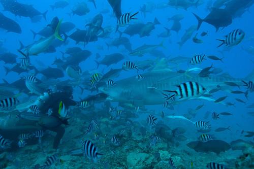 Beqa Lagoon Resort