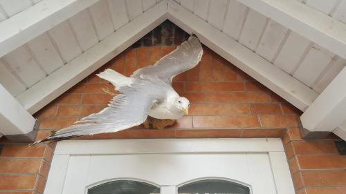 Das Moevennest Das Moevennest