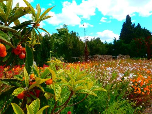 Le Mas des Figues Agrotourisme - image 11