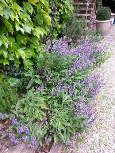 La Cour Verte - image 9