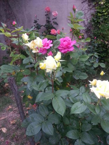 La Cour Verte - image 13