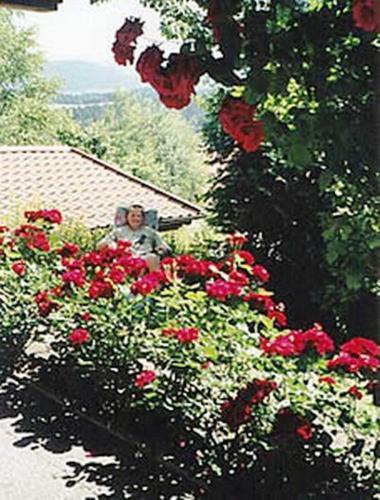 Haus Bergblick Bay. Wald - Tap to explore photos