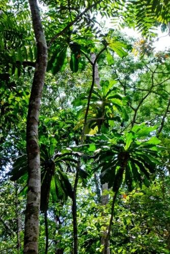 Koh Kood Little Hut Koh Kood Little Hut