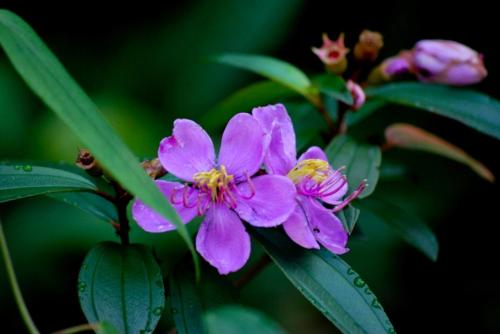 Koh Kood Little Hut Koh Kood Little Hut