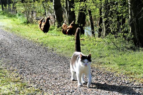 Ferielejlighed på Rødkærgård