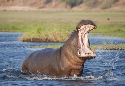 . Kosi Bay Hippo Lodge & Resort