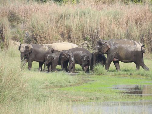 Bardia Kingfisher Resort in Bardiya