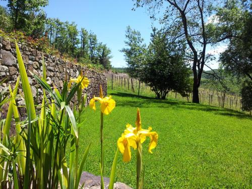 Fattoria Poggerino - image 6