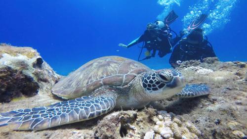 Stay Liuqiu Diving Hostel - 스포츠&체험활동