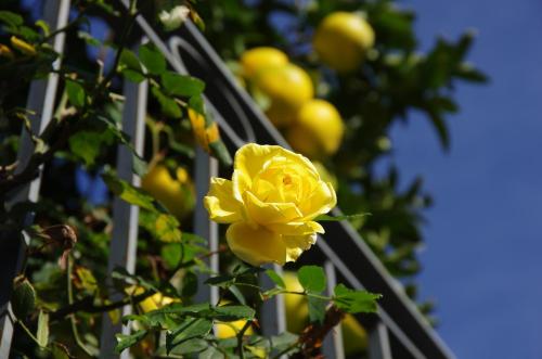 La magnolia B&B La magnolia B&B