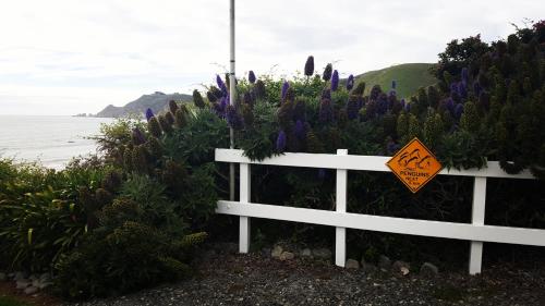Tuvākā izklaides vieta, Kaka Point Spa Accommodation - Catlins in Kakapointa