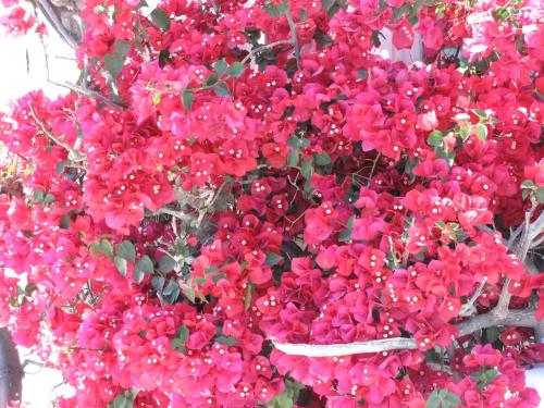 Villa Garden - image 10