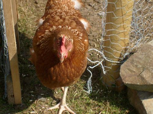 Seafield Farmhouse - image 10