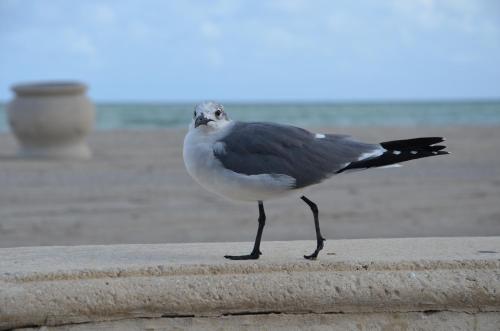 La Terrace Oceanfront - image 6
