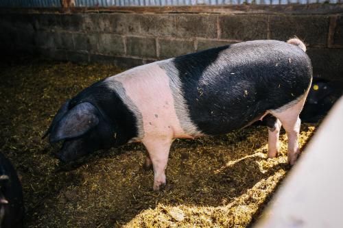 Millmoor Farm Holidays - image 3